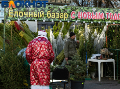 Где купить живую елку в Краснодаре: адреса 