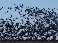 Многотысячная стая птиц в небе над Кубанью попала на видео 