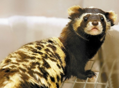 Кубанец нашел «краснокнижного» зверька и выходил для продажи