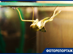 Выставка экзотических «пришельцев» в Краснодаре получила популярность