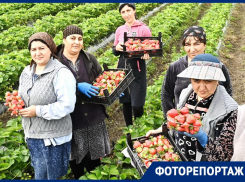 Сезон сбора клубники начался на Кубани: какие факторы влияют на цену и урожай?