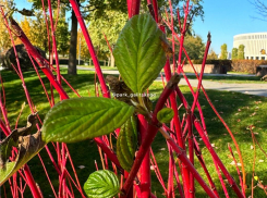 В парке Галицкого высадили кизил и спасают корни кипарисов