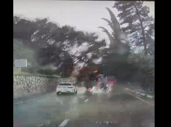 На видео попало рухнувшее на авто дерево во время шторма в Сочи