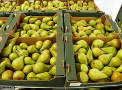 Почти 200 кг санкционных груш ликвидировали под Краснодаром