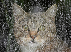 Сильные дожди пройдут на Кубани в воскресенье