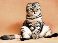 15 апреля в Краснодарском крае усилится ветер