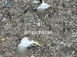 Следы жуткого ритуала нашли в лесопарке Краснодара