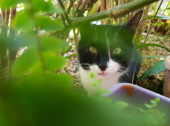 Погода испортится в Краснодарском крае в День России