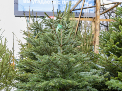 Главное в Краснодаре сегодня: судья идет под суд, полицейские сбывают наркотики, адвоката лишают статуса, а чиновники пилят ели без базаров 