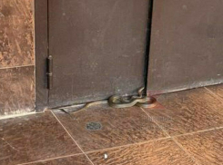 В Краснодаре змеи отказались впадать в спячку