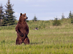 В Краснодаре хирурги собрали челюсть русскому «Выжившему» в схватке с медведем