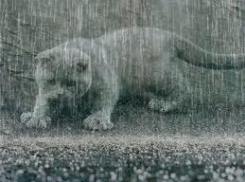 Экстренное предупреждение из-за дождей с градом объявлено на Кубани