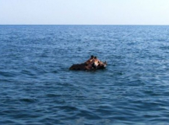  В Анапе предупредили о том, что купание на матрасе опасно для жизни 