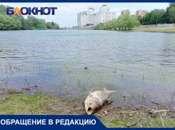 В Краснодаре убрали с берега реки Кубань огромную рыбу