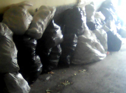 Горы мусора и крыс сняли на видео в Краснодаре