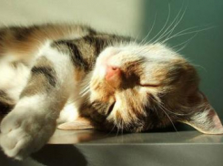 Коротко о рабочей неделе в Краснодаре: будет жарко