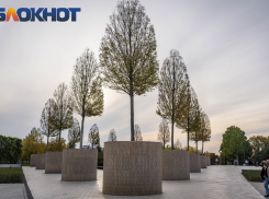 В парке Галицкого показали самые высокие деревья