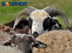 Карантин ввели в четырёх хозяйствах на Кубани из-за инфекции у скота