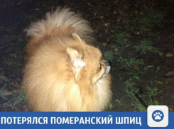 В Краснодаре потерялся Померанский шпиц