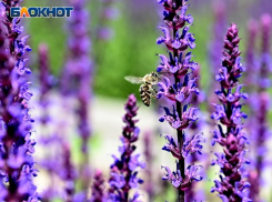 С жаркой погоды начнется последняя неделя весны в Краснодаре 