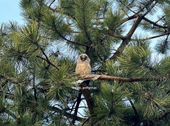 В парке Галицкого в Краснодаре поселились совы