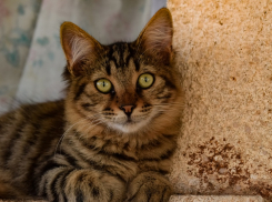 В День народного единства дождя на Кубани не ожидается 