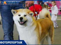 Выставка собак в Краснодаре-2019: как это было 