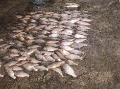 Браконьеры похитили ценную рыбу на 427 тысяч рублей из Ейского залива