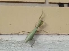 В Краснодаре огромный богомол пытался забраться по фасаду дома в квартиры
