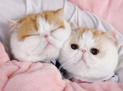 Будет ли дождь в конце рабочей недели на Кубани, рассказали синоптики