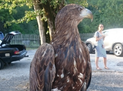 «Краснокнижного» орла спасли от сочинского предпринимателя 
