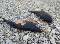 Массовая гибель дельфинов на побережье Кубани осталась загадкой для прокуратуры