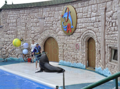 Дельфины, моржи и белухи: 5 завораживающих дельфинариев Краснодарского края