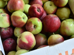 Как садоводство Кубани стало одним из ведущих в России 