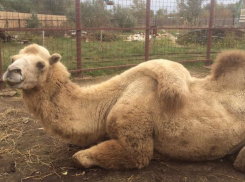 Верблюда с Должанки спасли от нерадивых хозяев и поселили в приюте