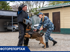 Четвероногие борцы с преступностью: где берут и как дрессируют собак для службы в полиции Краснодара