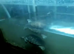 Краснодарцы озабочены опасными условиями жизни черепах во Дворце искусств