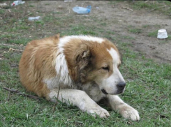 «Как ненужную вещь»: старую собаку бросили умирать на пустыре Краснодара
