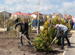  В Краснодаре на озеленение в следующем году запланировали потратить 35 млн рублей 