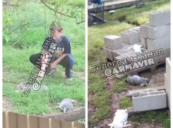 В Армавире подросток убил десятки кроликов и уток соседа 