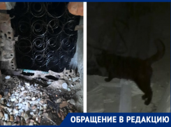 Кошек замуровали в подвале многоквартирного дома на Кубани