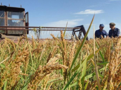 Кубанские рисоводы собрали богатый урожай