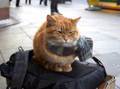 Облачно и без осадков: погода на Кубани налаживается