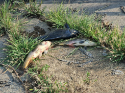 Жара и низкий уровень кислорода убили рыбу в водоемах на Кубани