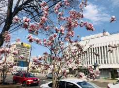 В Краснодаре 18 апреля потеплеет до +27 