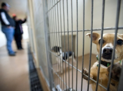 В Белореченске откроют приют для бездомных животных 