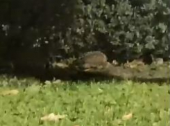 На улице Красной в Краснодаре поселились ежи: видео