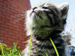 В Краснодарском крае потеплеет почти до +30 градусов