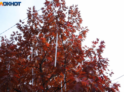 Последняя неделя осени принесет в Краснодар небольшое похолодание