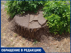 Краснодарец назвал спил деревьев в городе «зеленой войной»